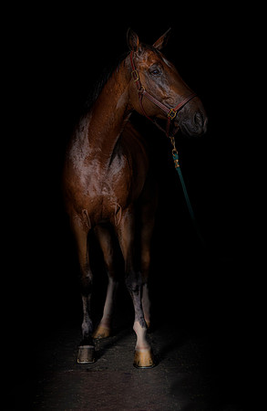 DSC01199 Wyndsor Farm 7 9 20-Edit orig SM Full Rez WIP added bot