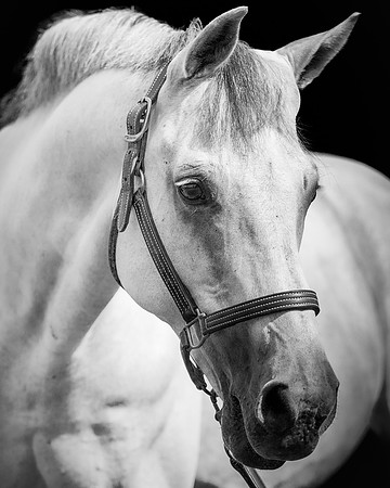 DSC03229 Wyndsor Farm 8 20 20-Edit SM Full Rez