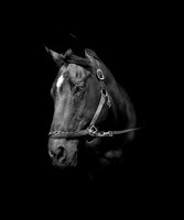 DSC09144 Hollow Tree Lane Horses 6 10 20-Edit  expanded Full Rez-3 copy 2