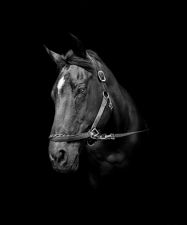 DSC09144 Hollow Tree Lane Horses 6 10 20-Edit  expanded Full Rez-3 copy 2