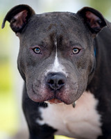 DSC00272 Target Park 7 16 21 Pitties SM Full Rez