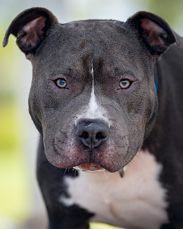 DSC00272 Target Park 7 16 21 Pitties SM Full Rez