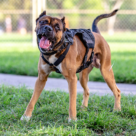 3F6A0414 Lake Ida Dog Park 4 8 19 SM Full Rez