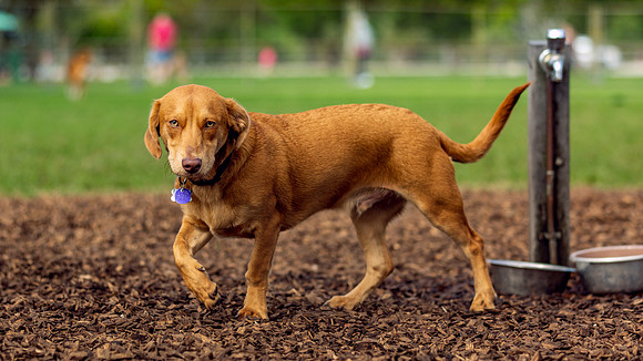 3F6A0047 Lake Ida Dog Park 2 9 19 SM Full Rez