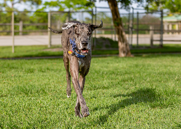3F6A0398 Lake Ida Dog Park 4 8 19 SM Full Rez