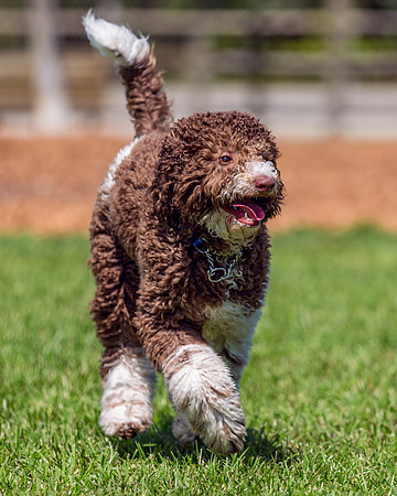 3F6A4665 Lake Ida Dog Park 3 9 19 SM Full Rez