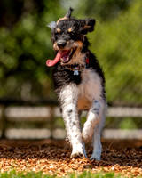3F6A4682 Lake Ida Dog Park 3 9 19 SM Full Rez