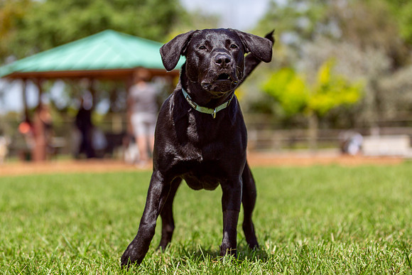 3F6A4732 Lake Ida Dog Park 3 9 19 SM Full Rez