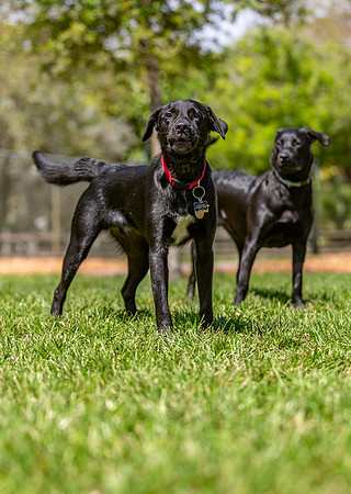 3F6A4744 Lake Ida Dog Park 3 9 19 SM Full Rez