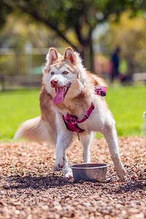 3F6A4815 Lake Ida Dog Park 3 9 19 SM Full Rez