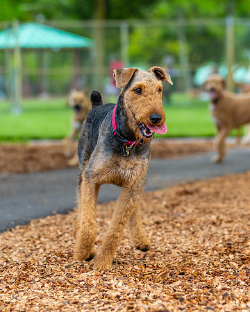 3F6A5202 Lake Ida Dog Park 3 21 19 SM Full Rez