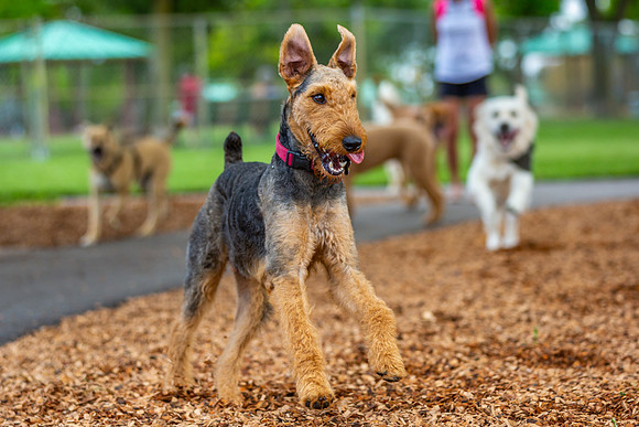 3F6A5203 Lake Ida Dog Park 3 21 19 SM Full Rez