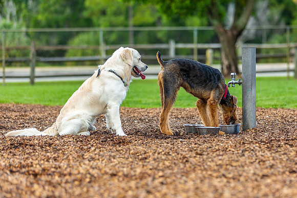 3F6A5212 Lake Ida Dog Park 3 21 19 SM Full Rez