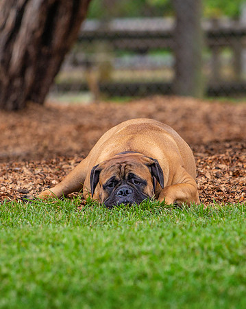 3F6A5241 Lake Ida Dog Park 3 21 19 SM Full Rez