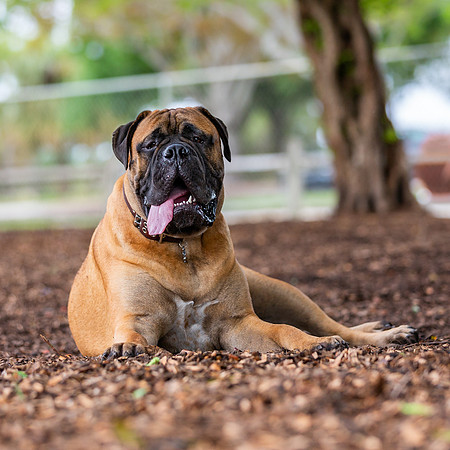 3F6A5357 Lake Ida Dog Park 3 21 19 SM Full Rez