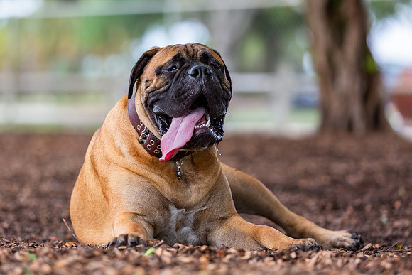 3F6A5370 Lake Ida Dog Park 3 21 19 SM Full Rez