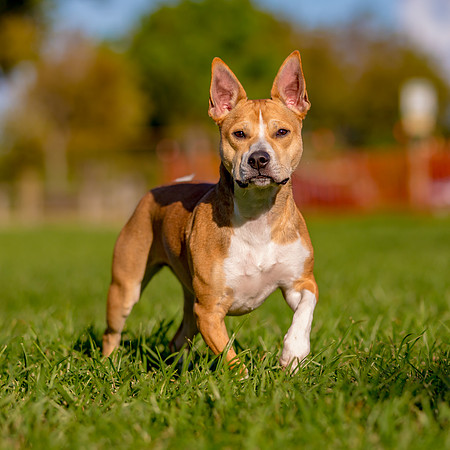 3F6A5778 Lake Ida Dog Park 3 27 19 SM Full Rez
