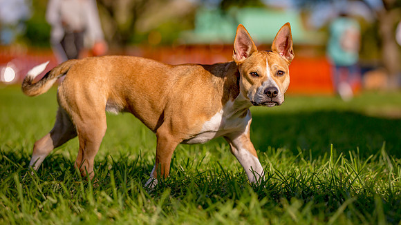 3F6A5781 Lake Ida Dog Park 3 27 19 SM Full Rez