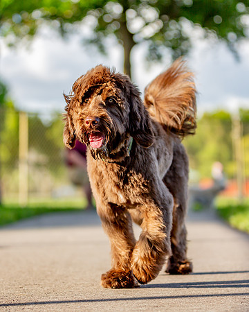 3F6A5888 Lake Ida Dog Park 3 27 19 SM Full Rez