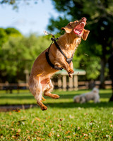 3F6A5896 Lake Ida Dog Park 3 27 19 SM Full Rez