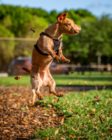 3F6A5897 Lake Ida Dog Park 3 27 19 SM Full Rez
