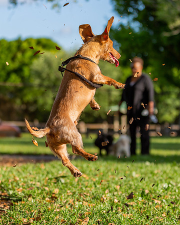 3F6A5900 Lake Ida Dog Park 3 27 19 SM Full Rez