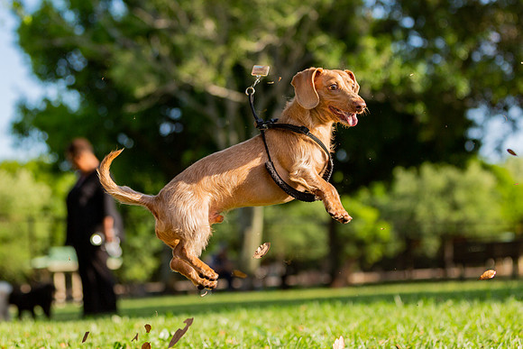 3F6A5908 Lake Ida Dog Park 3 27 19 SM Full Rez