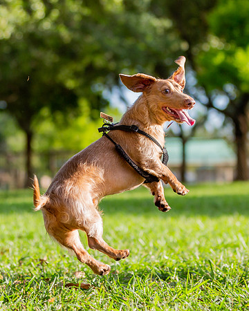 3F6A5955 Lake Ida Dog Park 3 27 19 SM Full Rez