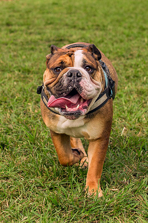 3F6A8669 Lake Ida Dog Park 2 9 19 SM Full Rez-12 x 18