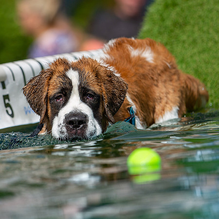 3F6A8891 Paws in the Park SM Full Rez