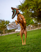 3F6A0109 Lake Ida Dog Park 2 19 19 SM Full Rez