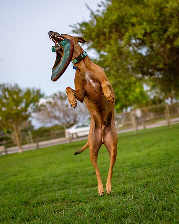 3F6A0109 Lake Ida Dog Park 2 19 19 SM Full Rez