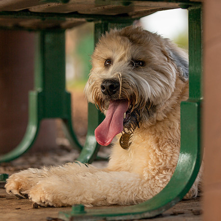 3F6A0029 Lake Ida Dog Park 2 9 19 SM Full Rez
