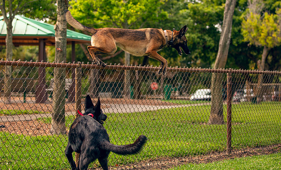 3F6A0061 Lake Ida Dog Park 2 9 19 SM Full Rez