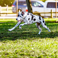 3F6A2240 Lake Ida Dog Park 12 22 18 SM Full Rez