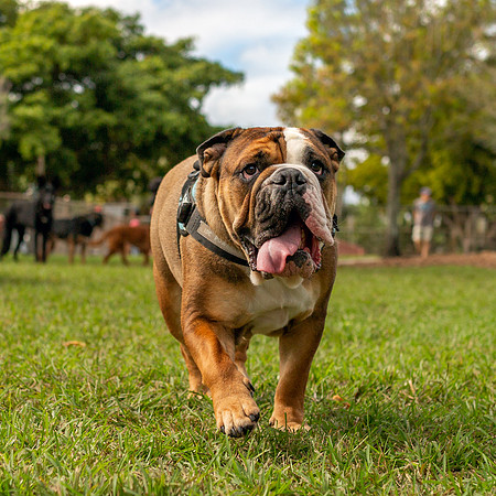 3F6A8636 Lake Ida Dog Park 2 9 19 SM Full Rez