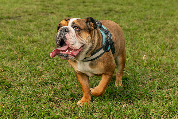 3F6A8671 Lake Ida Dog Park 2 9 19 SM Full Rez