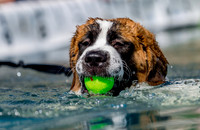 3F6A8867 Paws in the Park SM Full Rez