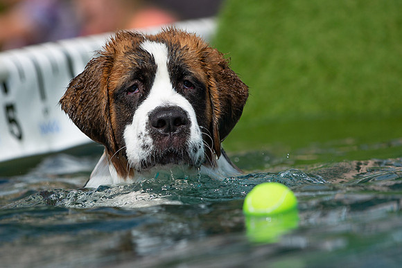 3F6A8895 Paws in the Park SM Full Rez