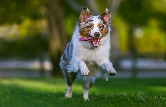 3F6A9659 Lake Ida Dog Park 2 14 19-Edit SM Full Rez