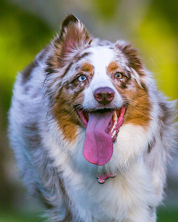 3F6A9660 Lake Ida Dog Park 2 14 19 SM Full Rez
