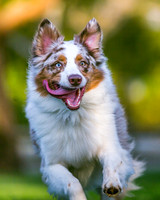 3F6A9661 Lake Ida Dog Park 2 14 19 SM Full Rez
