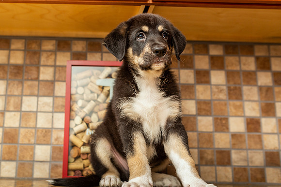 3F6A0963 Steffys Arlo SM Full Rez