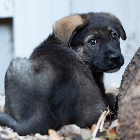 3F6A0013 Triple Bs Puppies SM IG
