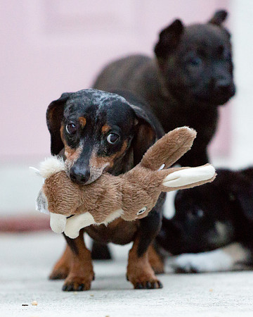 3F6A0039 Triple Bs Puppies SM Full Rez