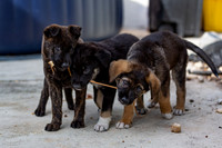 3F6A4268 Triple Bs Puppies SM Full Rez