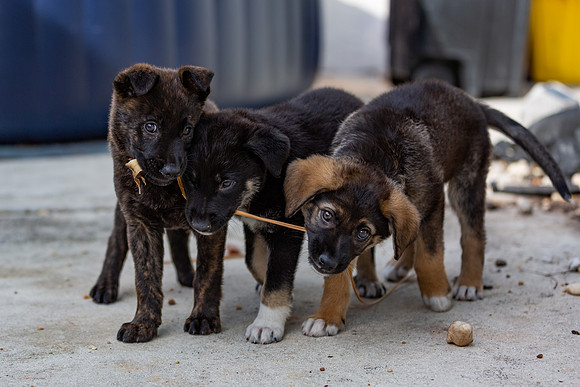 3F6A4268 Triple Bs Puppies SM Full Rez