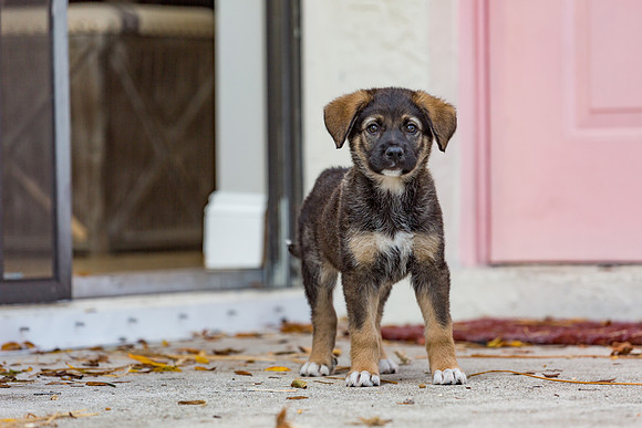 3F6A4282 Triple Bs Puppies SM Full Rez