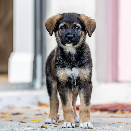 3F6A4284 Triple Bs Puppies SM Full Rez