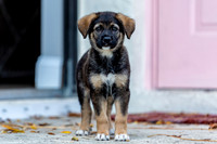 3F6A4285 Triple Bs Puppies SM Full Rez